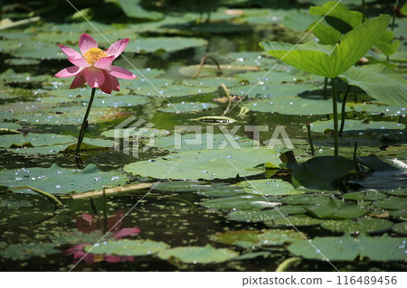 風景與蓮花 風景與蓮花 116489456