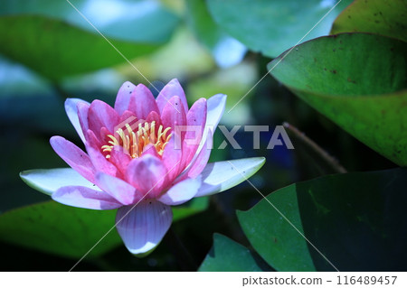 風景與蓮花 116489457