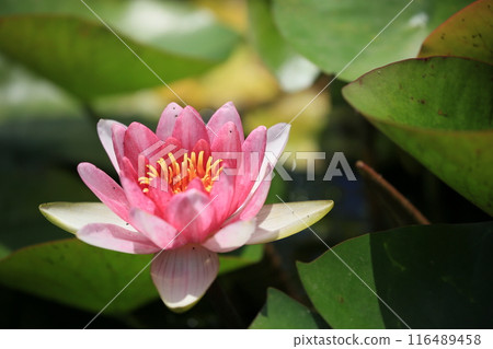 風景與蓮花 風景與蓮花 116489458