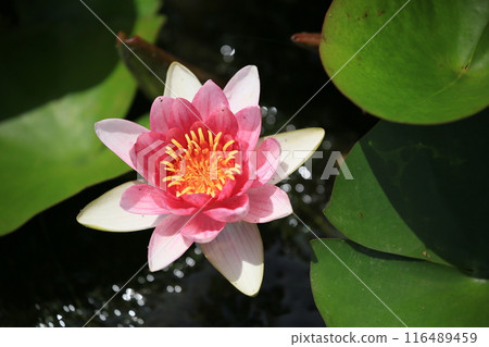 風景與蓮花 風景與蓮花 116489459
