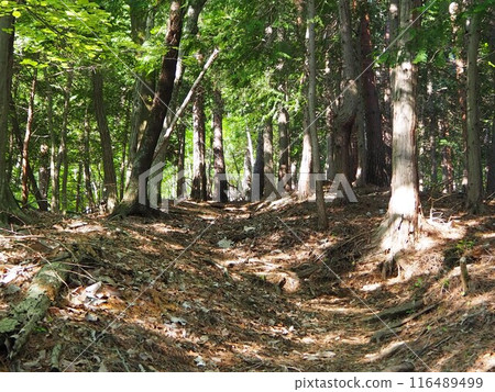 總部卡丸山步道 116489499