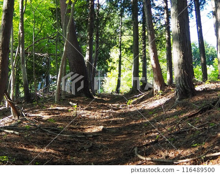 總部卡丸山步道 總部卡丸山步道 116489500