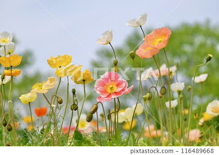 Poppy blooming hill 116489668