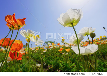 Poppy blooming hill Poppy blooming hill 116489669