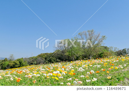 Poppy blooming hill Poppy blooming hill 116489671