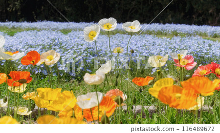 Poppy blooming hill Poppy blooming hill 116489672