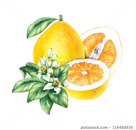 Watercolor Pomelo on white background 116489830