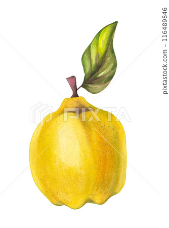 Watercolor Quince isolated Watercolor Quince isolated 116489846