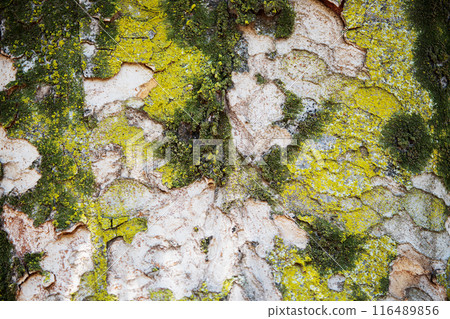 櫸樹樹皮苔背景材料 櫸樹樹皮苔背景材料 116489856