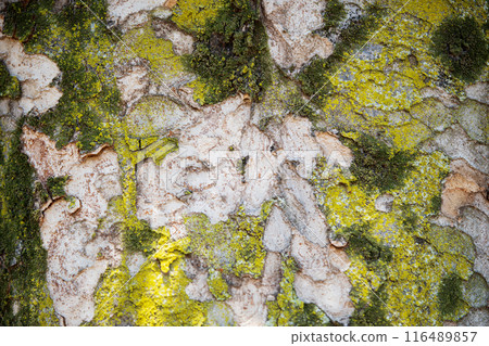 櫸樹樹皮苔背景材料 116489857