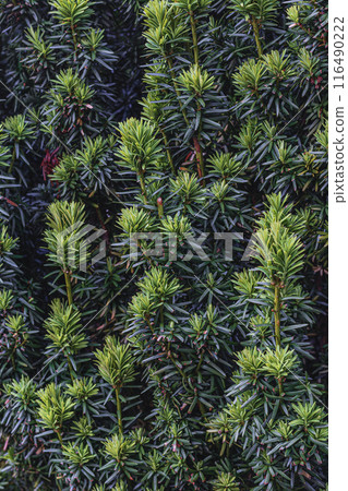 Landscaping of various conifers, trees and shrubs in the park. Photo Landscaping of various conifers, trees and shrubs in the park. Photo 116490222