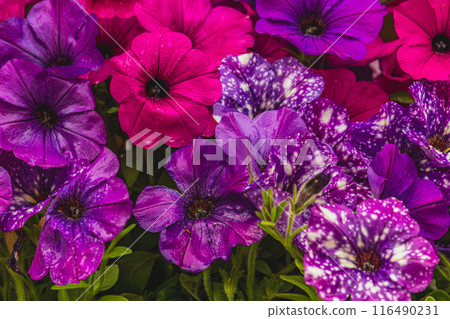 colorful petunia flowers in a garden on a green background 116490231