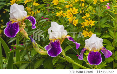 purple iris flower close in garden in spring. 116490282