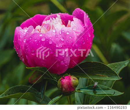 Pink peonies blooming on the background of pink peonies small bud Pink peonies blooming on the background of pink peonies small bud 116490283