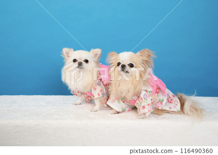 Two Chihuahuas in a Yukata 116490360