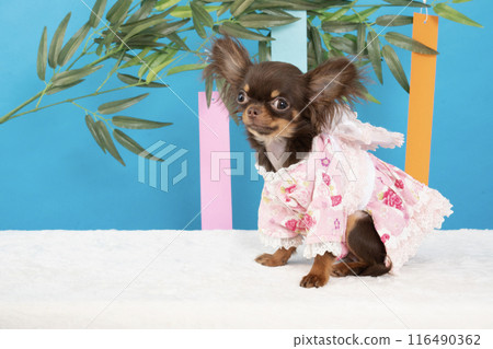 Tanabata Festival bamboo and Chihuahua Nappu 116490362