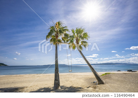海邊的棕櫚樹鞦韆 海邊的棕櫚樹鞦韆 116490464