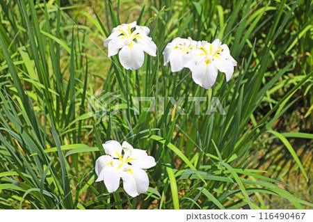 The iris of Meigetsuin 116490467