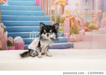 Hana the Chihuahua standing in front of the stairs Hana the Chihuahua standing in front of the stairs 116490468
