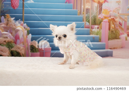 Luna the Chihuahua standing in front of the stairs Luna the Chihuahua standing in front of the stairs 116490469