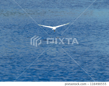 Birds flapping above the water Birds flapping above the water 116490555