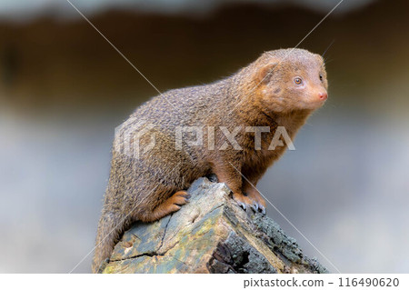 侏儒貓鼬檢查狀況 116490620