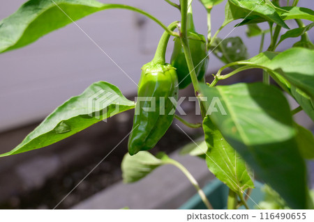 Pesticide-free vegetables 116490655