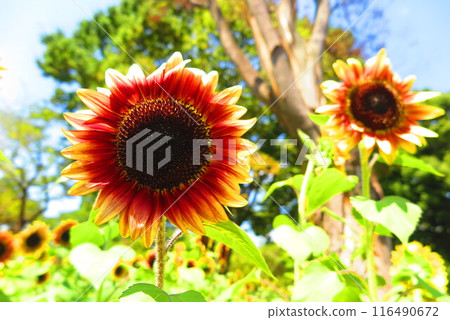 公園裡盛開許多夏季花朵的景觀 18 116490672