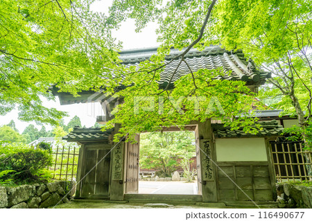 Higashiomi City, Shiga Prefecture: The gate to the main temple of Baekje Temple, with its beautiful new greenery, and a linden tree in full bloom Higashiomi City, Shiga Prefecture: The gate to the main temple of Baekje Temple, with its beautiful new greenery, and a linden tree in full bloom 116490677