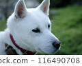 Profile of a white dog 116490708