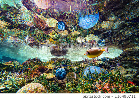 珊瑚礁波 116490711