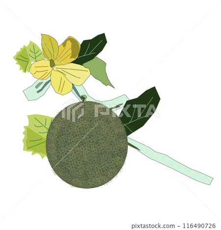 I created the melon in PNG format, so you can paste it on a postcard, A4 paper, or whatever you like and enjoy it. 116490726