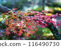豐福寺庭園的秋葉 116490730
