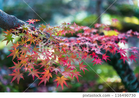 Autumn leaves in the Hofukuji Temple garden 116490730