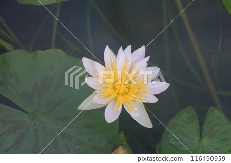 White water lily White water lily 116490959