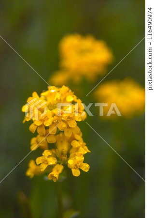山芥 山芥 116490974