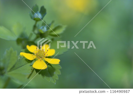 日本蘿蔔2個 日本蘿蔔2個 116490987