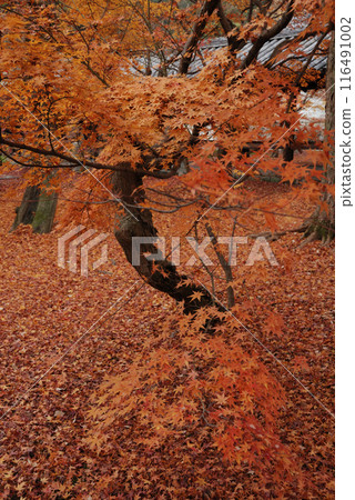 Red leaves carpet / Fallen leaves road, Fallen leaves carpet, Autumn in Kyoto, Autumn leaves 116491002