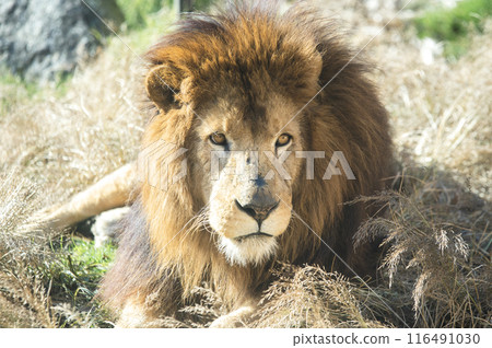 Male lion resting on the grass 116491030