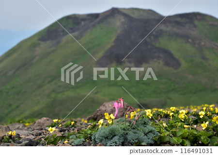 Akita Komagatake: Mt. Onna and Dicentra and Viola edulis (1) 116491031