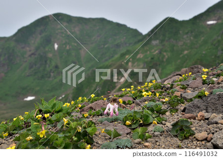Akita Komagatake: Mt. Onna and Dicentra and Viola edulis (2) 116491032
