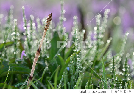 Close-up of a field shining with horsetails and morning dew Close-up of a field shining with horsetails and morning dew 116491069