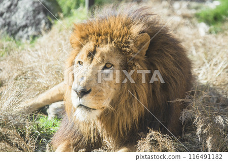 Lion sitting on the grass 116491182