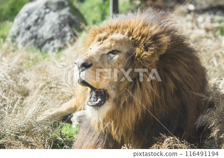 Lion with mouth open 116491194