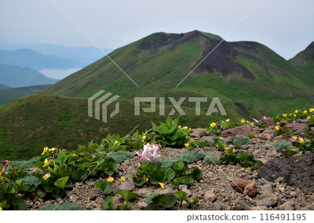 秋田駒岳恩納、荷包牡丹與高內中提琴 (3) 116491195