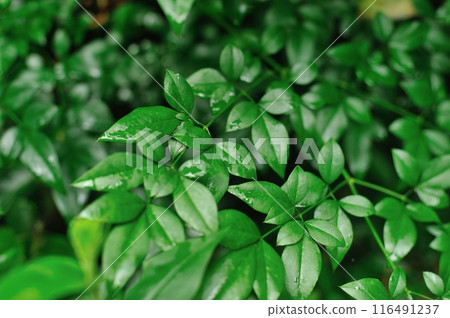 Southern leaves 116491237