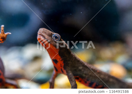 紅腹蠑螈宏 116491586