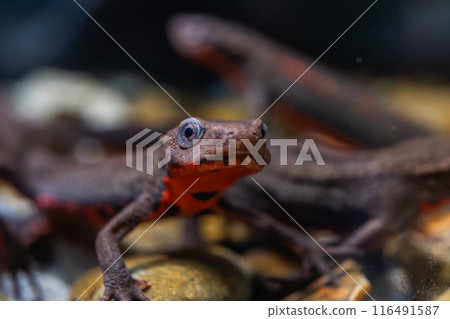 紅腹蠑螈宏 116491587