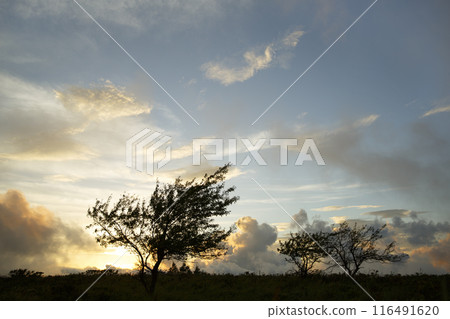 霧峰高原的日落，夏天 116491620