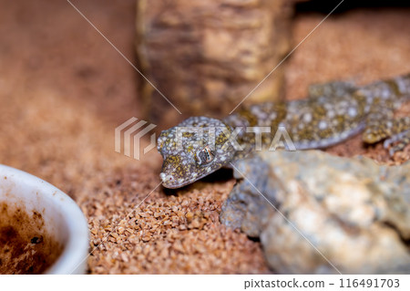 Macro of Elegance Bow Fingered Gecko 116491703